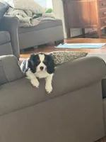 Meg, a female Cavalier King Charles Spaniel for sale in Birmingham, AL – 2 of 7