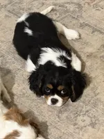 Mable, a female Cavalier King Charles Spaniel for sale in Birmingham, AL – 3 of 10