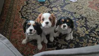 Mable, a female Cavalier King Charles Spaniel for sale in Birmingham, AL – 2 of 10