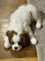 Luella, a female Cavalier King Charles Spaniel for sale in Birmingham, AL – 6 of 6