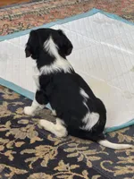Mable, a female Cavalier King Charles Spaniel for sale in Birmingham, AL – 4 of 10