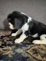 Mable, a female Cavalier King Charles Spaniel for sale in Birmingham, AL – 5 of 10