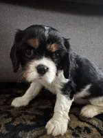 Mable, a female Cavalier King Charles Spaniel for sale in Birmingham, AL – 9 of 10