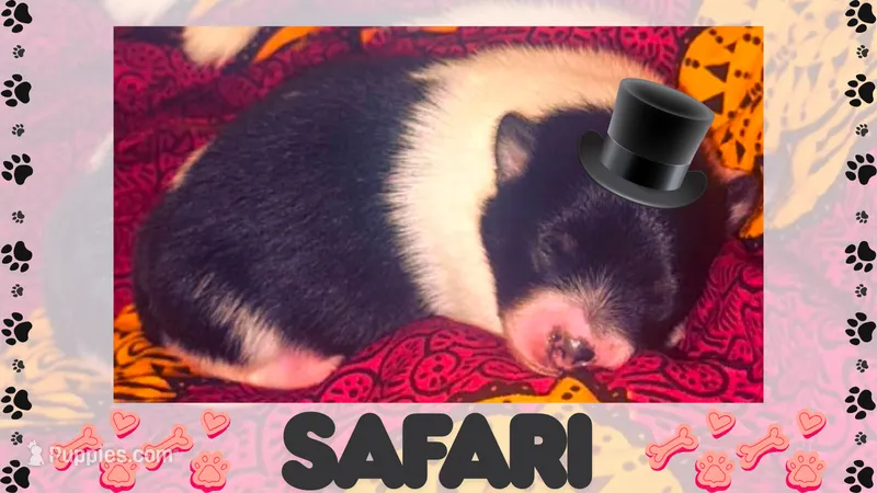 Safari – Pomeranian puppy for sale in Concord, NC