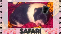Safari, a male Pomeranian for sale in Concord, NC – 1 of 1