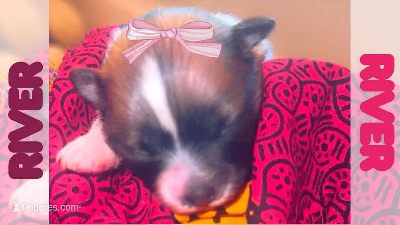 River – Pomeranian puppy for sale in Concord, NC