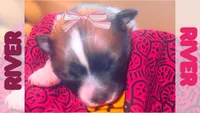 River, a female Pomeranian for sale in Concord, NC – 1 of 1