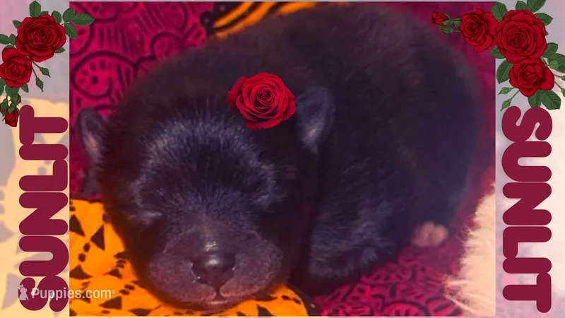 Sunlit – Pomeranian puppy for sale in Concord, NC
