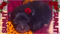 Sunlit, a female Pomeranian for sale in Concord, NC – 1 of 1