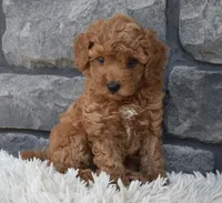 Cuddles, a male Poodle - Toy  for sale in Berlin, OH – 3 of 7
