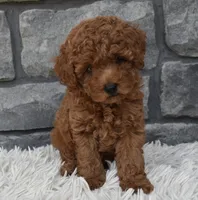 Cash , a male Poodle - Toy  for sale in Berlin, OH – 7 of 9
