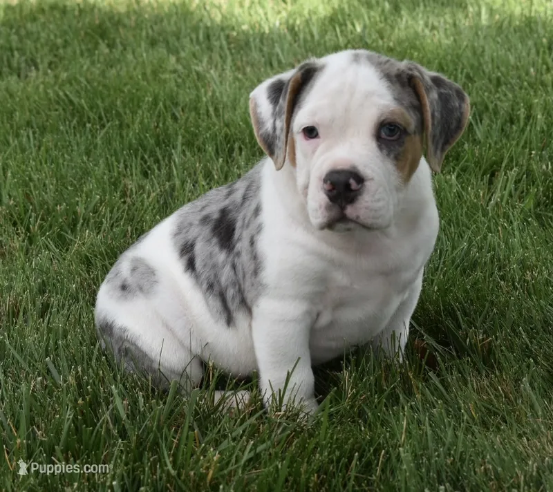 Alex  – English Bulldog, Beagle puppy for sale in Berlin, OH