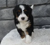 Callie, a female Miniature Bernedoodle for sale in Berlin, OH – 8 of 8