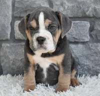 Bubba, a male English Bulldog and Beagle for sale in Berlin, OH – 3 of 4