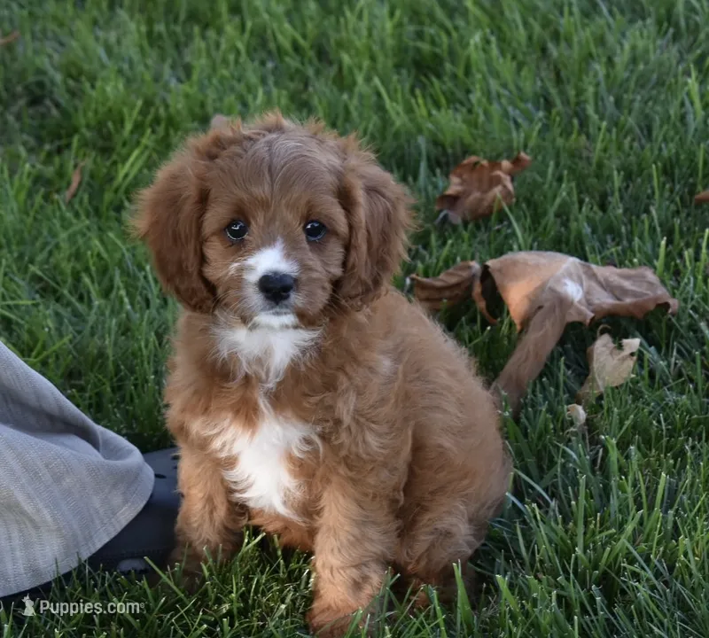 Macy – Cavapoo puppy for sale in Berlin, OH