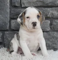 Alex , a male English Bulldog and Beagle for sale in Berlin, OH – 5 of 6