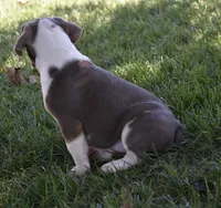 Bailey , a female English Bulldog and Beagle for sale in Berlin, OH – 6 of 6