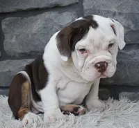 Tater, a male English Bulldog and Beagle for sale in Berlin, OH – 2 of 4