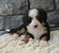Chloe , a female Miniature Bernedoodle for sale in Berlin, OH – 2 of 5