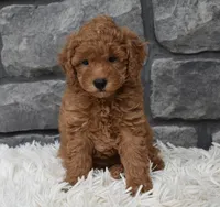 Cuddles, a male Poodle - Toy  for sale in Berlin, OH – 4 of 6