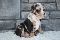 Bubba, a male English Bulldog and Beagle for sale in Berlin, OH – 6 of 6