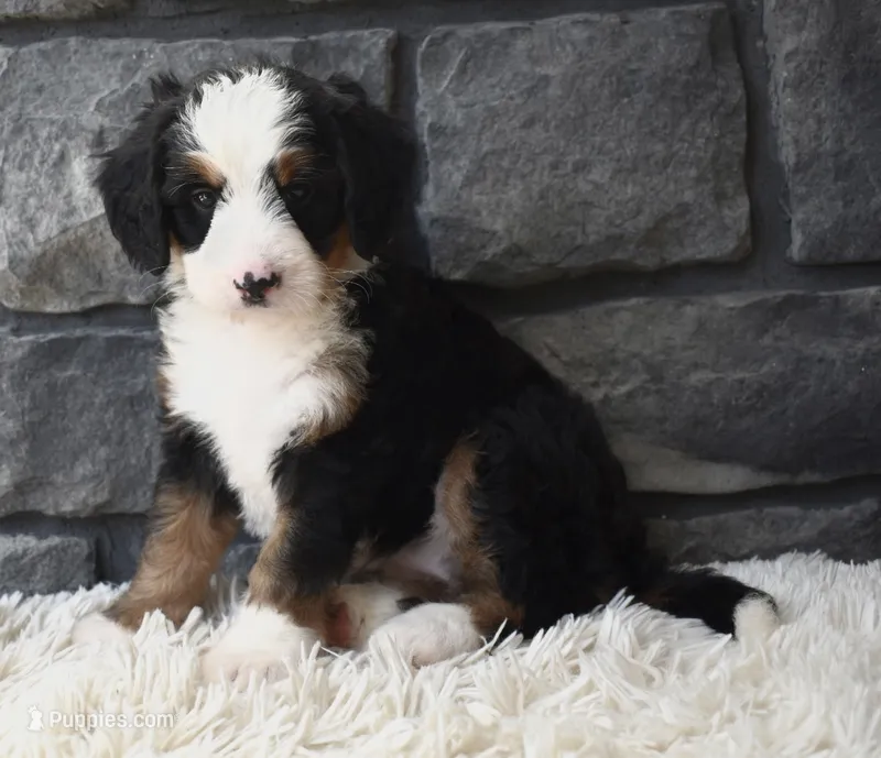 Chloe  – Miniature Bernedoodle puppy for sale in Berlin, OH