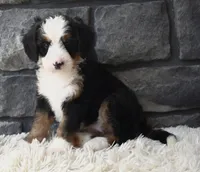 Chloe , a female Miniature Bernedoodle for sale in Berlin, OH – 1 of 5