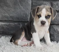 Tessa, a male English Bulldog and Beagle for sale in Berlin, OH – 7 of 7