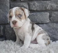 Bailey , a female English Bulldog and Beagle for sale in Berlin, OH – 2 of 5