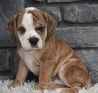 Toby, a male English Bulldog and Beagle for sale in Berlin, OH – 4 of 4
