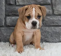 Molly , a female English Bulldog and Beagle for sale in Berlin, OH – 4 of 4