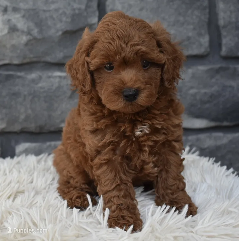 Cash  – Poodle - Toy  puppy for sale in Berlin, OH