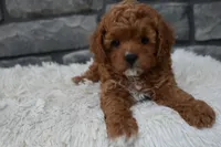 River, a female Cavapoo for sale in Berlin, OH – 7 of 7