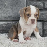 Trixie, a male English Bulldog and Beagle for sale in Berlin, OH – 6 of 7