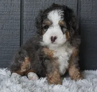 Jax, a male Miniature Bernedoodle for sale in Berlin, OH – 4 of 7