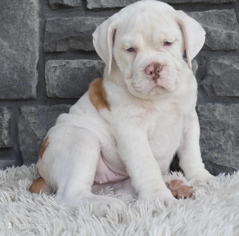 Maggie  – English Bulldog, Beagle puppy for sale in Berlin, OH