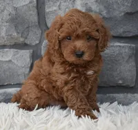 Cash , a male Poodle - Toy  for sale in Berlin, OH – 2 of 8