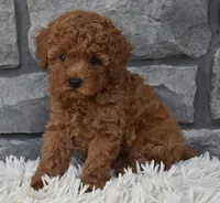 Cash , a male Poodle - Toy  for sale in Berlin, OH – 3 of 9
