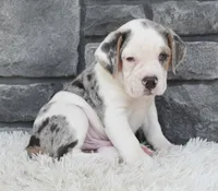 Alex , a male English Bulldog and Beagle for sale in Berlin, OH – 6 of 6