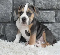 Tater, a male English Bulldog and Beagle for sale in Berlin, OH – 3 of 6