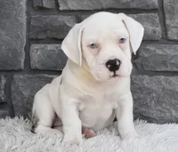 Ava, a female English Bulldog and Beagle for sale in Berlin, OH – 2 of 5