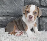 Trixie, a male English Bulldog and Beagle for sale in Berlin, OH – 7 of 7