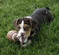 Biscuit , a female English Bulldog and Beagle for sale in Berlin, OH – 6 of 6