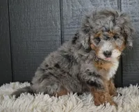 Jazzie F1b, a female Miniature Bernedoodle for sale in Berlin, OH – 4 of 5