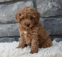 Cuddles, a male Poodle - Toy  for sale in Berlin, OH – 6 of 7