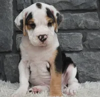 Tucker, a male English Bulldog and Beagle for sale in Berlin, OH – 2 of 5