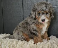 Jazzie F1b, a female Miniature Bernedoodle for sale in Berlin, OH – 2 of 5
