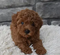 Cash , a male Poodle - Toy  for sale in Berlin, OH – 5 of 9