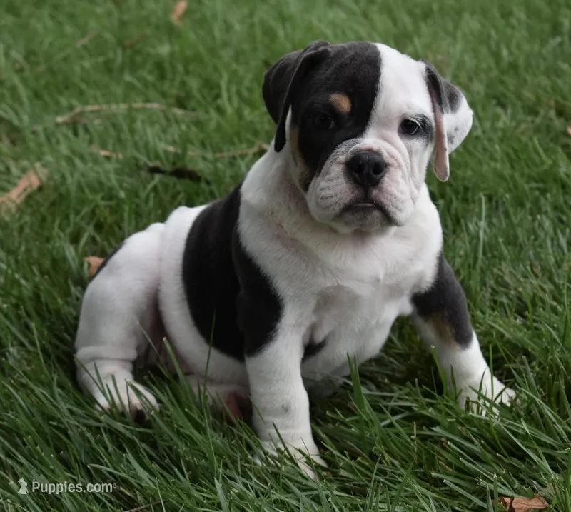 Bella  – English Bulldog, Beagle puppy for sale in Berlin, OH