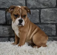 Penny , a female English Bulldog and Beagle for sale in Berlin, OH – Photo 1 of 5